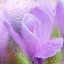 꽃 뜨락 이미지