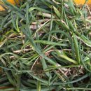 뽑고뽑고 이미지