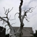 광화문수제비 이미지