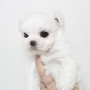 구산동 강아지 이미지