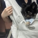 도래동물병원 이미지