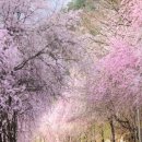 병곡 | [경남 거창] 4월 벚꽃명소 &#34;병곡마을&#34; 주말 방문후기 주차장 사진꿀팁