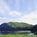 해바라기 애견 이미지