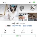 모할고양 이미지