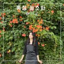 옥수자전거대여소 | 서울 뚝섬 능소화 군락지 위치 주차 뚝섬한강공원 청구아파트나들목 2024 개화상황