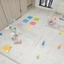 부산애견유치원 댕스하우스 이미지