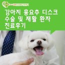 목동24시동물병원 -강아지 흉요추 디스크수술 및 재활 환자 진료후기