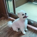 개인정애견샵 이미지