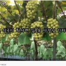 명전 농장 이미지