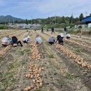 합천양파 이미지