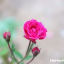 참좋다