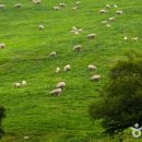 창대목장 이미지