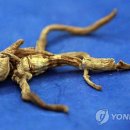 천년인삼 이미지