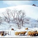 대관령은 설국(雪國), 개썰매,눈썰매 탄다 ...조선일보 이미지