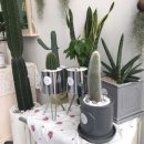 춘화농장 이미지