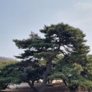 속리산둘레길 보은길1 Daum카페