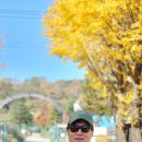 파주로 은행나무길 이미지