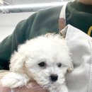 오독안심분양센터 강아지분양 고양이분양 시흥점 이미지