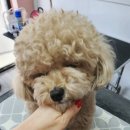 테디베어 | 대구달서구애견미용)두류동애견미용 대구애견미용 대구푸들미용