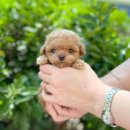 부천강아지분양 고양이분양 24시 데려가개 부천점 이미지