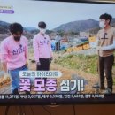 무주더덕 이미지
