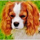 동서울동물병원 이미지