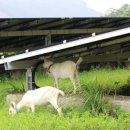 성미태양광발전소 이미지