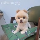 이쁘개 애견샵 | 양산 애견호텔 이쁘개 애견샵 가격 위치 이벤트