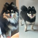 위드곰 | 세교동애견미용 잘하는 곳 위드곰 , 곰돌이컷