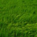 바람부는날