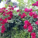 장자대로 이미지