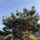 전원농장 | 청주 오창 디저트 카페 유송블루베리농장 후기