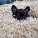 LOVING PET | 안산애견 종류 다양한~ LOVING PET에서 아기 데려왔어요~