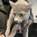 고양이 행복 쉼터 이미지