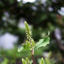 장미의 집 이미지