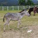 하당농장 이미지