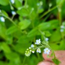 김밥옆구리 이미지
