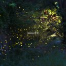 반딧불이 이미지