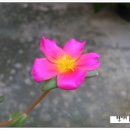 꽃집민박 이미지