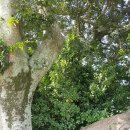 황산면 연당리 미륵불 이미지