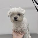 댕그리몽 이미지