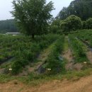 솔로몬농장 이미지