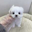 로얄독 강아지분양 화성동탄점 | 드림독 인천을 다녀온 뒤에야 보이기 시작한 차이, 그 출발점은 동탄강아지분양이었다