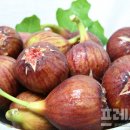 영암 이미지