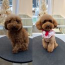 엄지애견미용 이미지