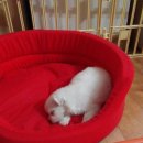 pet63다5174 | 부평수제간식 인천수제간식 펫브로 강아지수간식추천