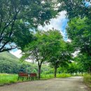 인다락벚꽃길 이미지