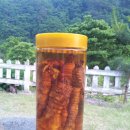 정희농박 Daum카페