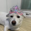 파티친구