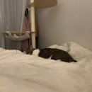 닥터표동물병원 이미지